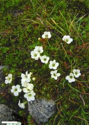 Veronica chionohebe x trifida. Habit and flowers. Near Blue Lake, Garvie Mountains, Southland. Scale = 10 mm.
 Image: P.J. Garnock-Jones © P.J. Garnock-Jones CC-BY-NC 3.0 NZ